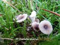 Rickenella swartzii-amf1364-1
